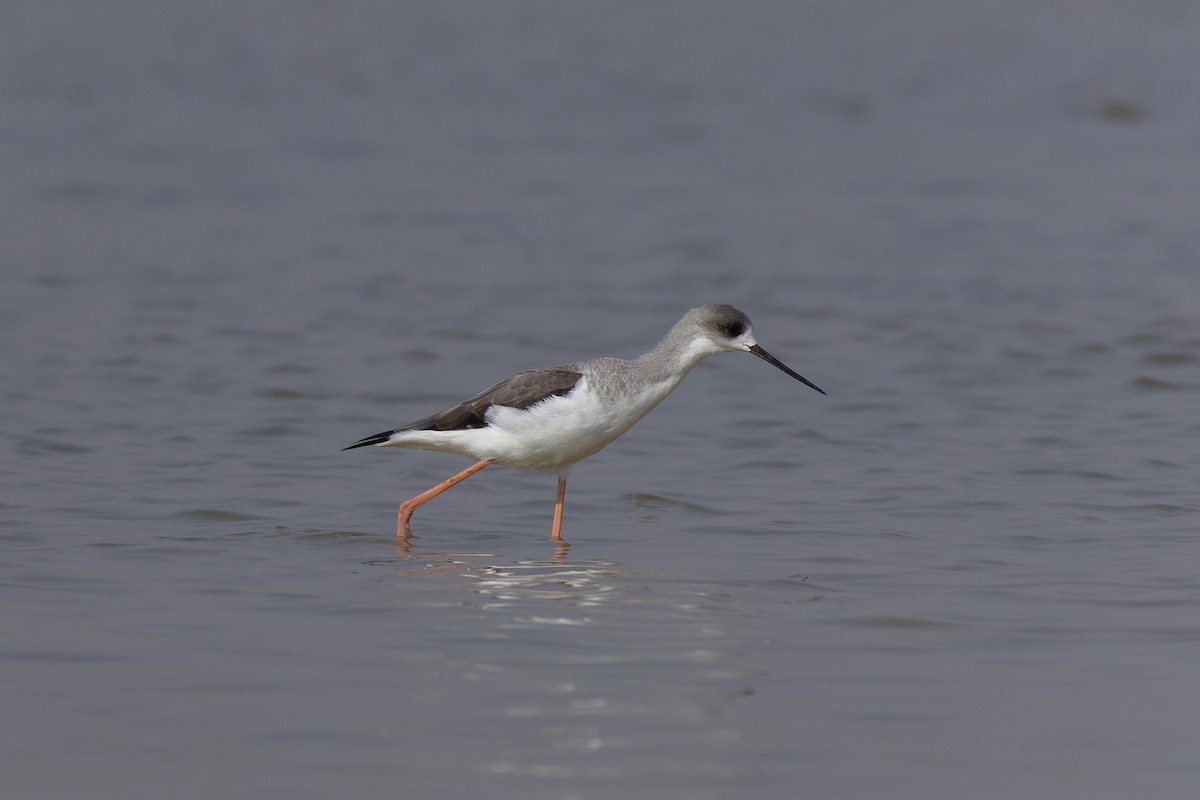 Black-winged Stilt - ML646226104