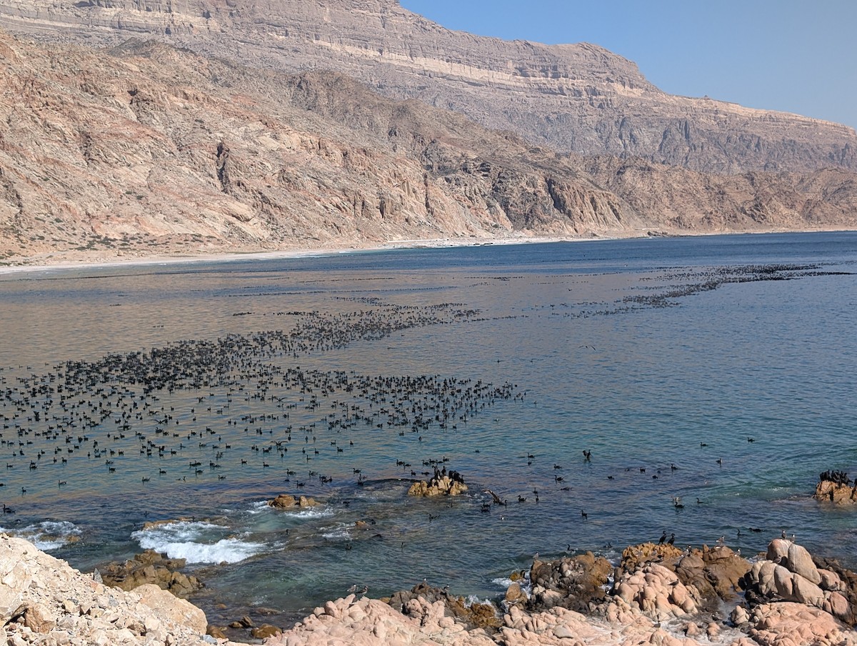 Socotra Cormorant - ML646226105