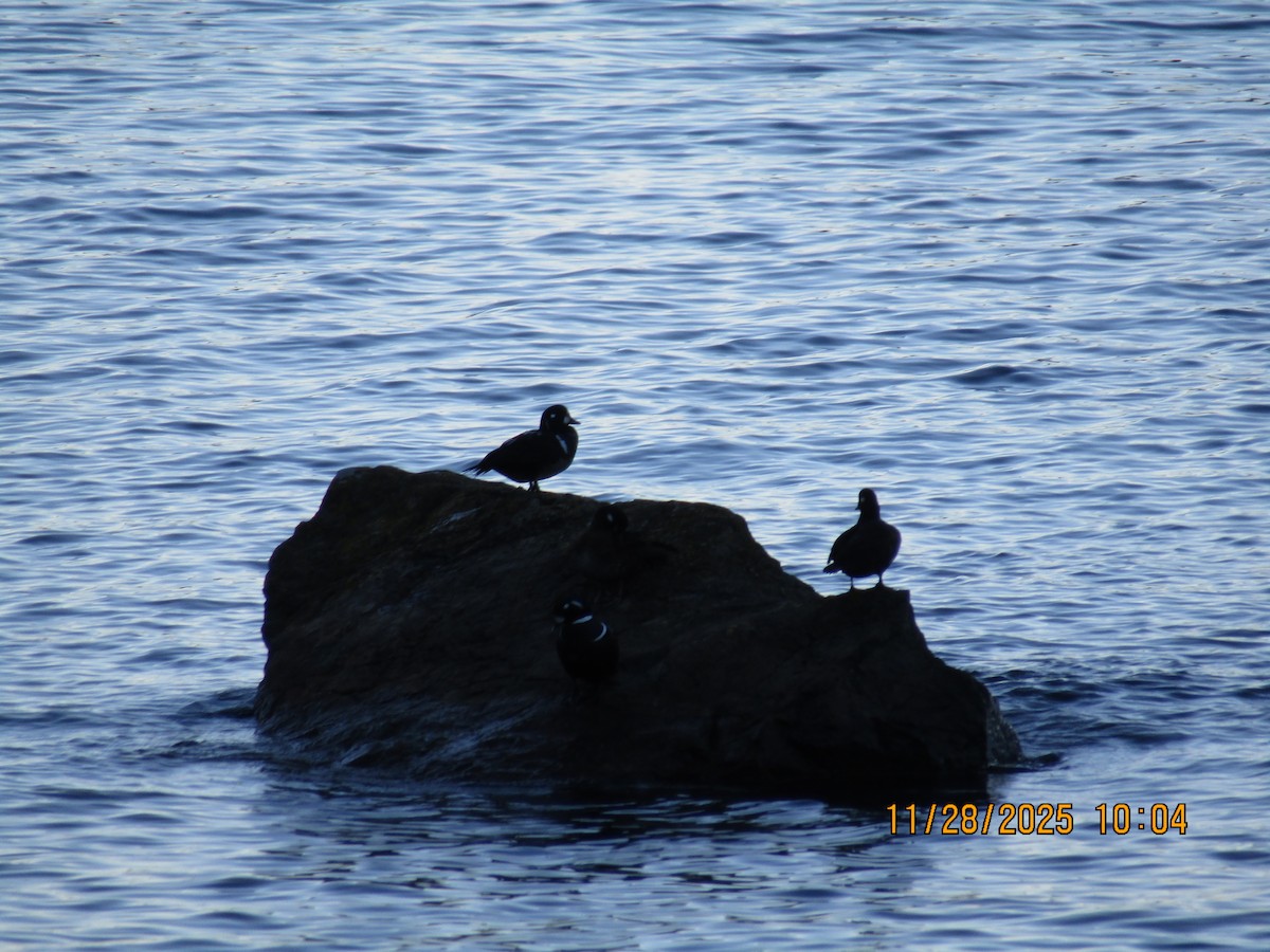 Ahate arlekina - ML646226112