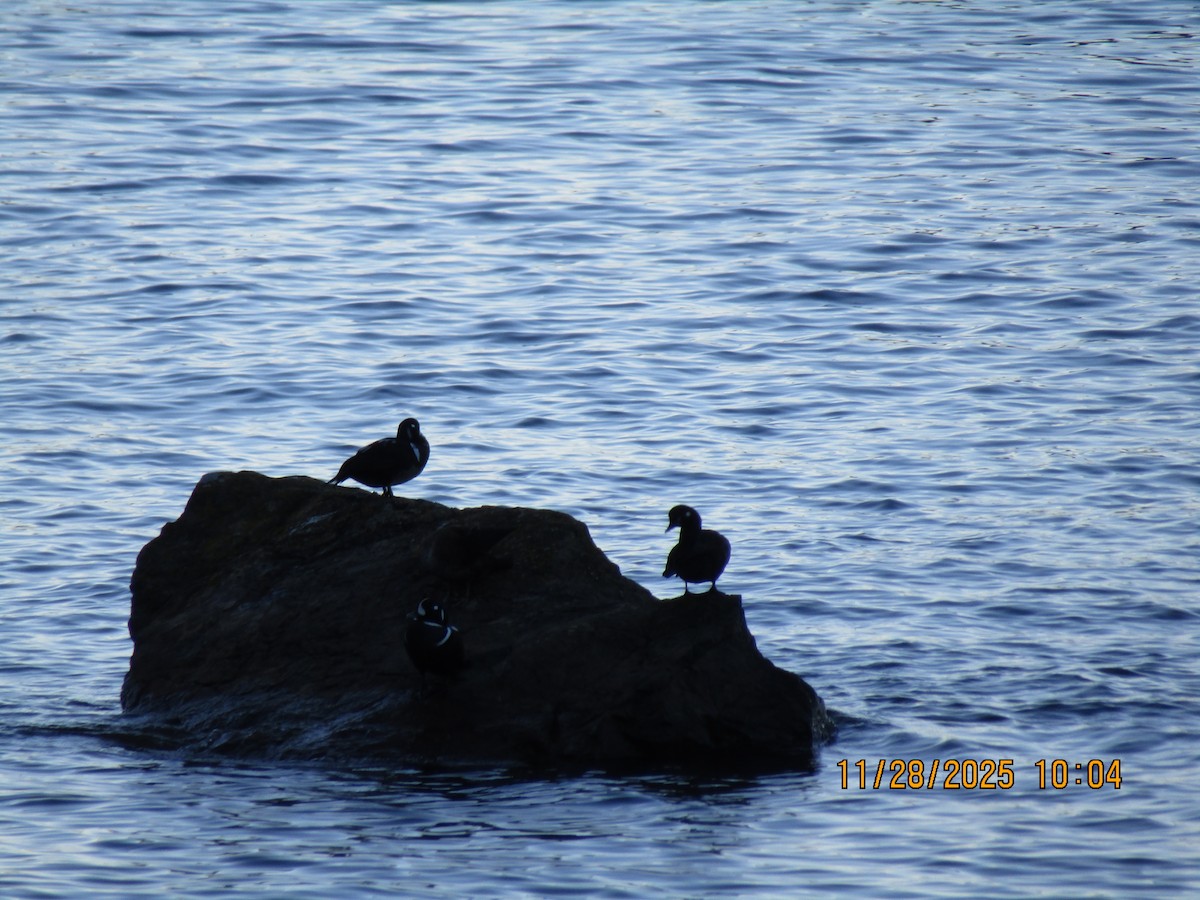 Ahate arlekina - ML646226113