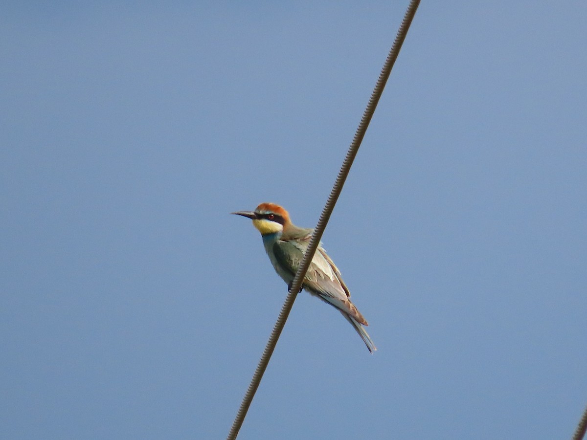 European Bee-eater - ML646226114