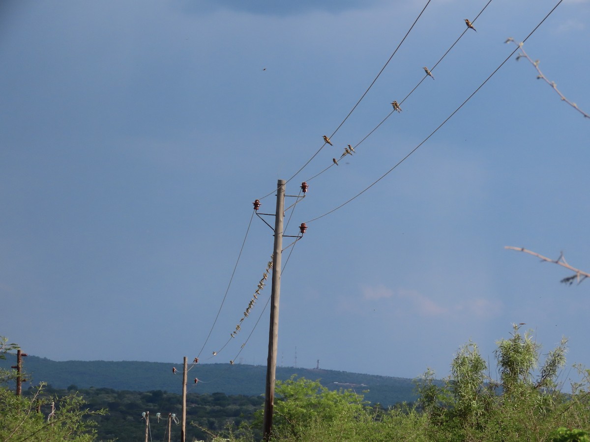 European Bee-eater - ML646226115