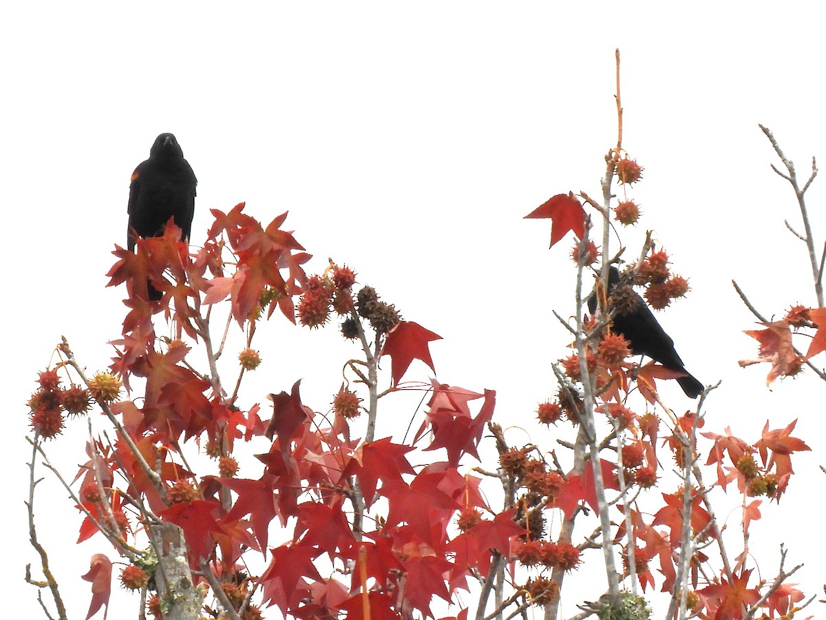 שחרורית אדומת-כנף - ML646226119