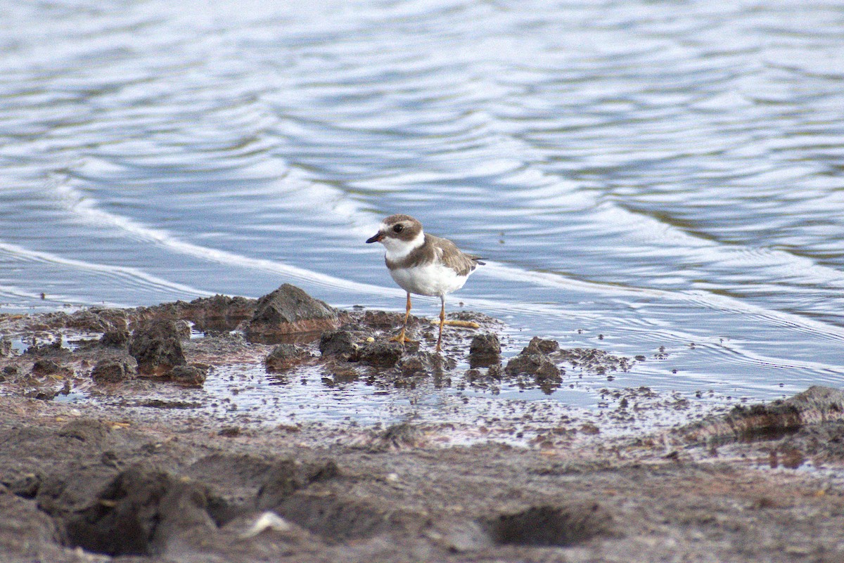 Semipalmated Plover - ML646226120