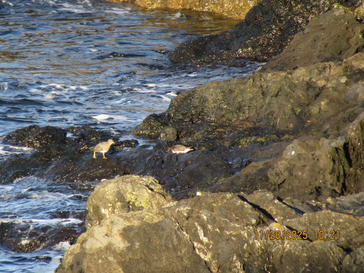 Black Turnstone - ML646226121