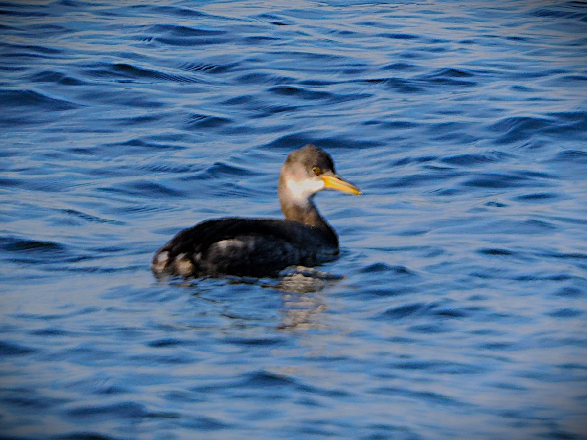 טבלן אפור-לחיים - ML646226122
