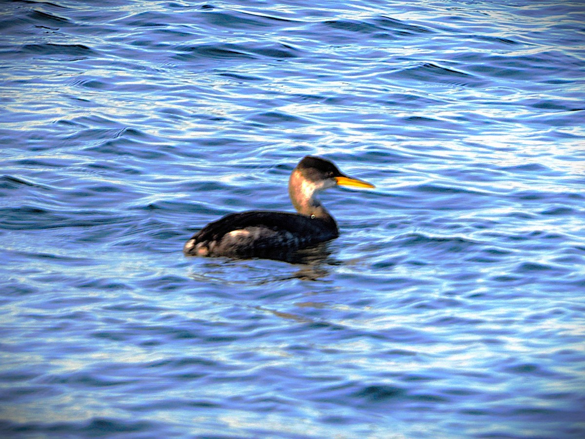טבלן אפור-לחיים - ML646226123