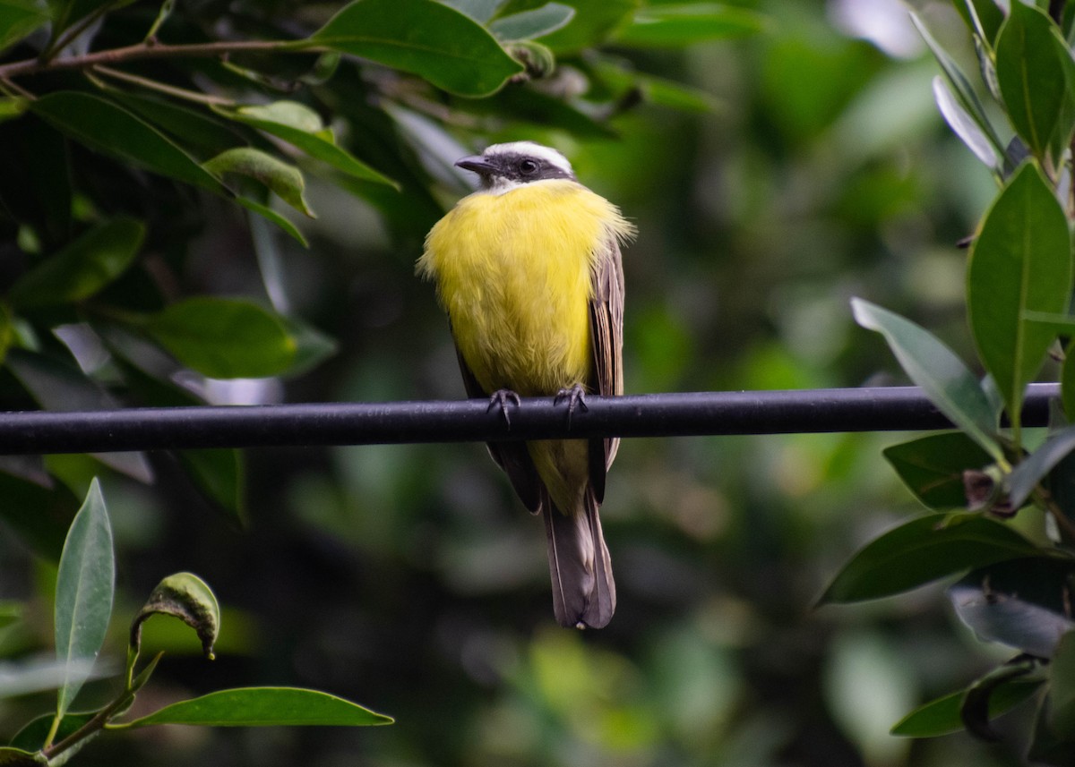 Social Flycatcher - ML646226126