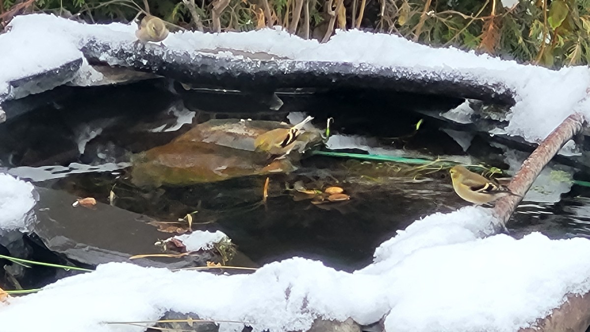 American Goldfinch - ML646226127