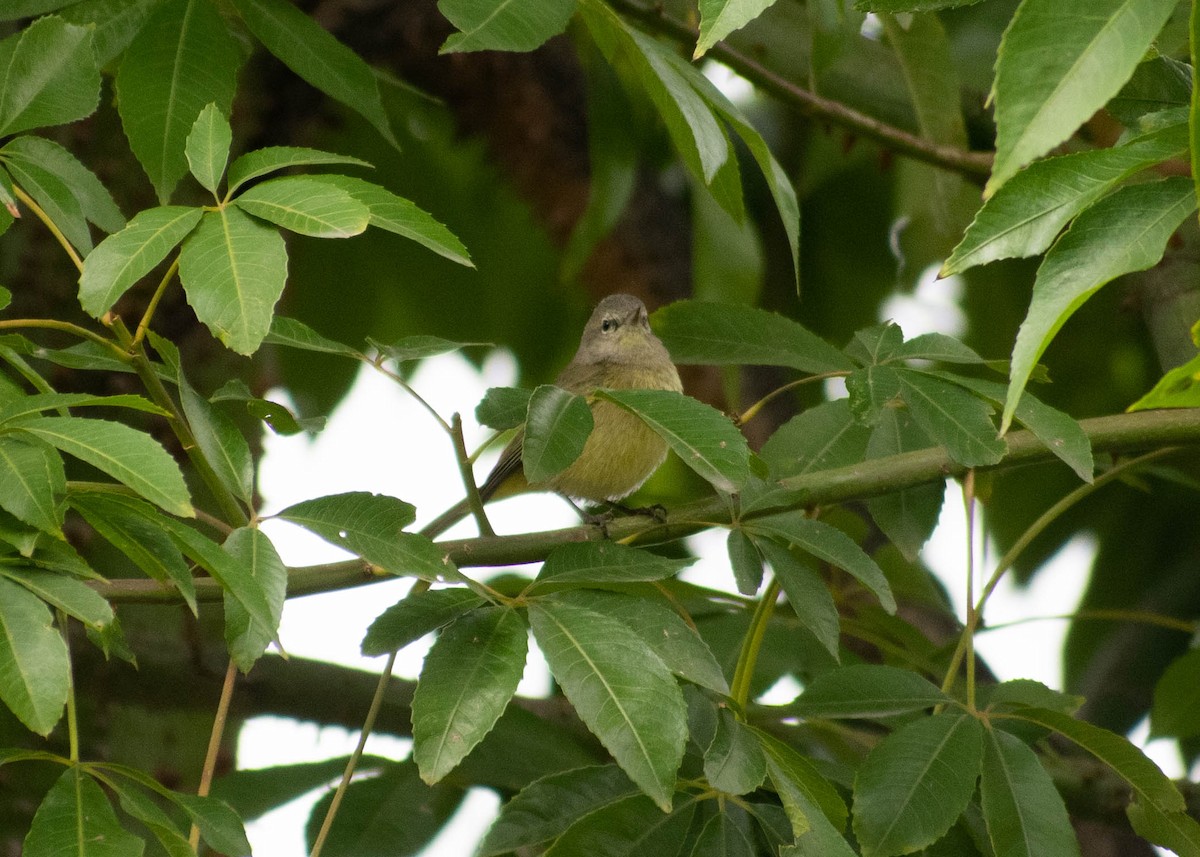Orange-crowned Warbler - ML646226128