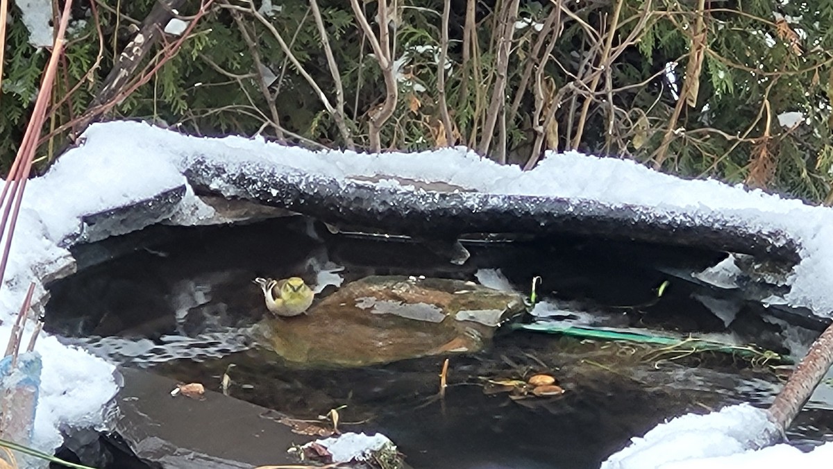 American Goldfinch - ML646226129