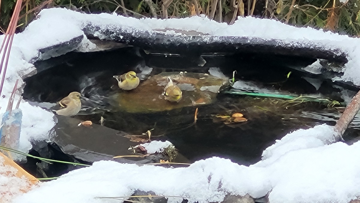 American Goldfinch - ML646226130