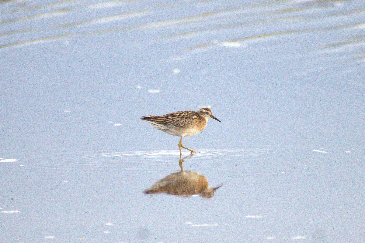 Sharp-tailed Sandpiper - ML646226131