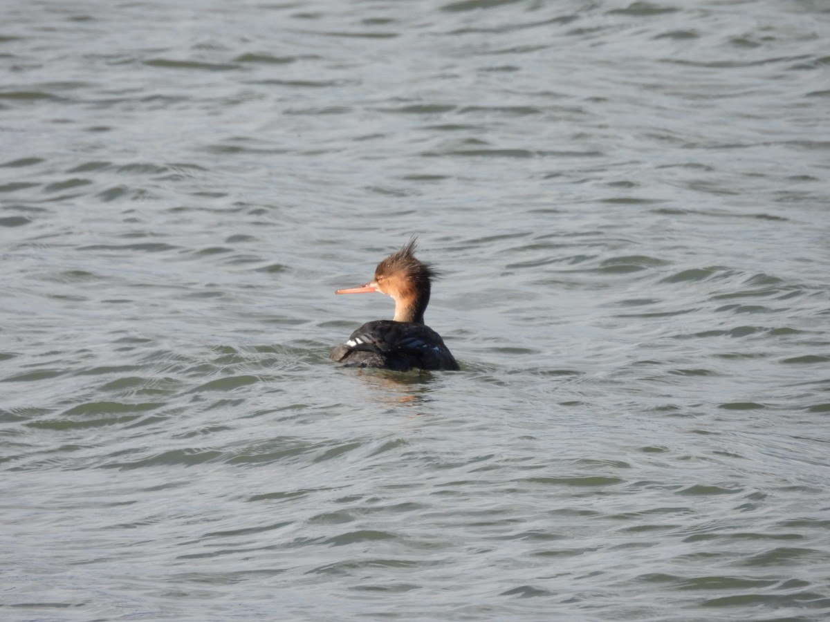 מרגון בינוני - ML646226132