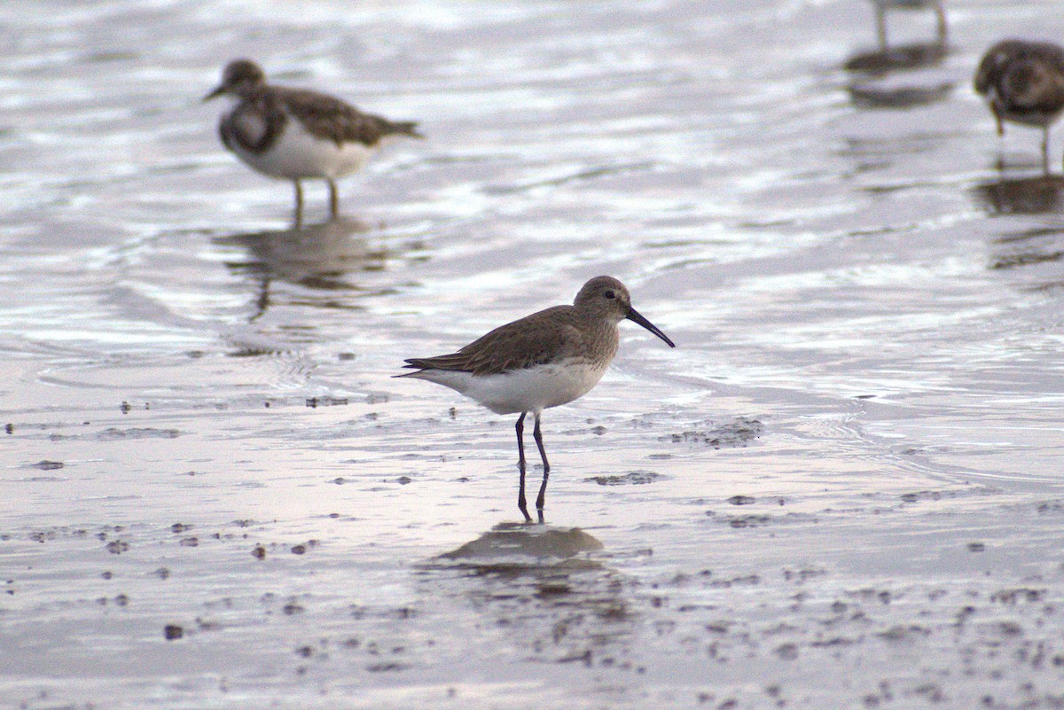 Dunlin - ML646226134