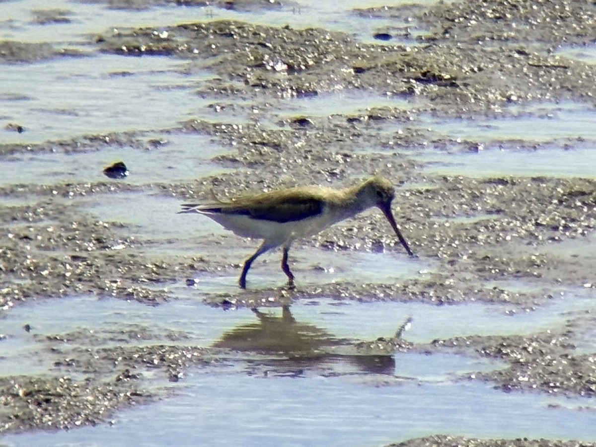 ביצנית אפורה - ML646226135
