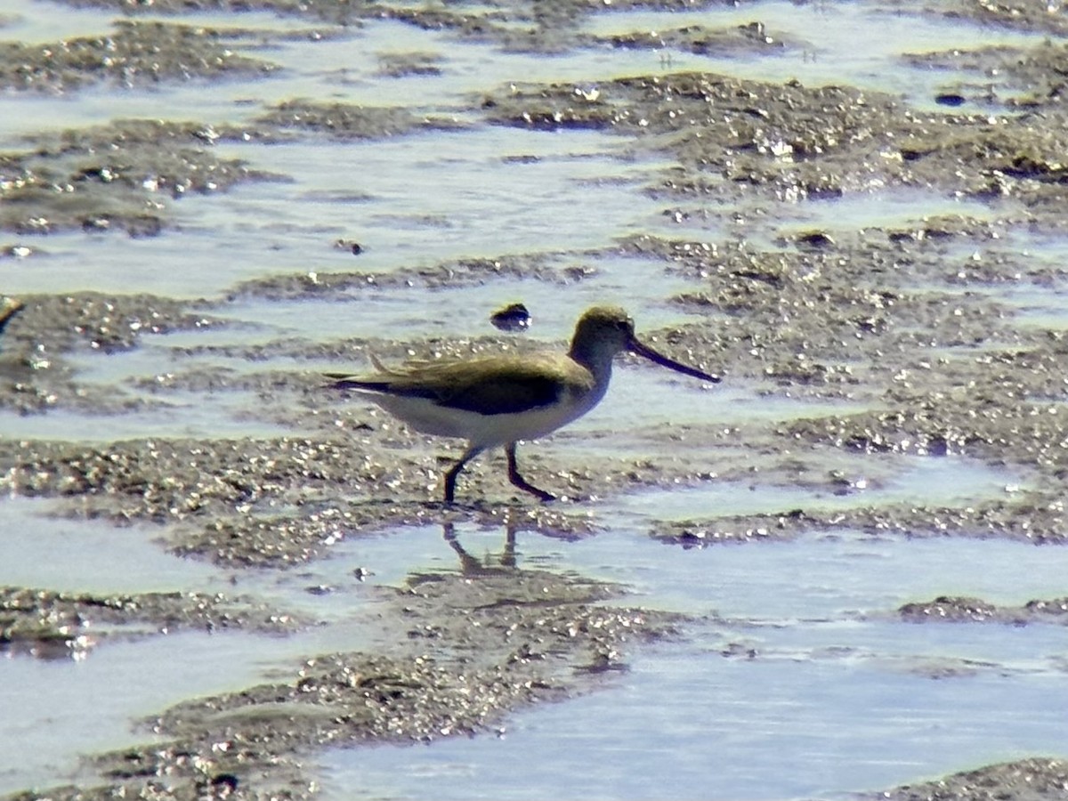 ביצנית אפורה - ML646226136