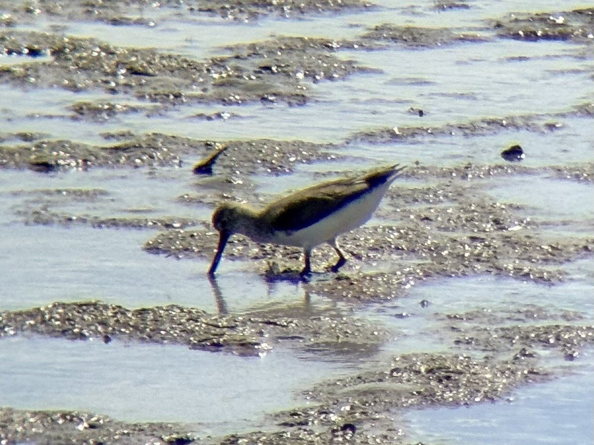ביצנית אפורה - ML646226137