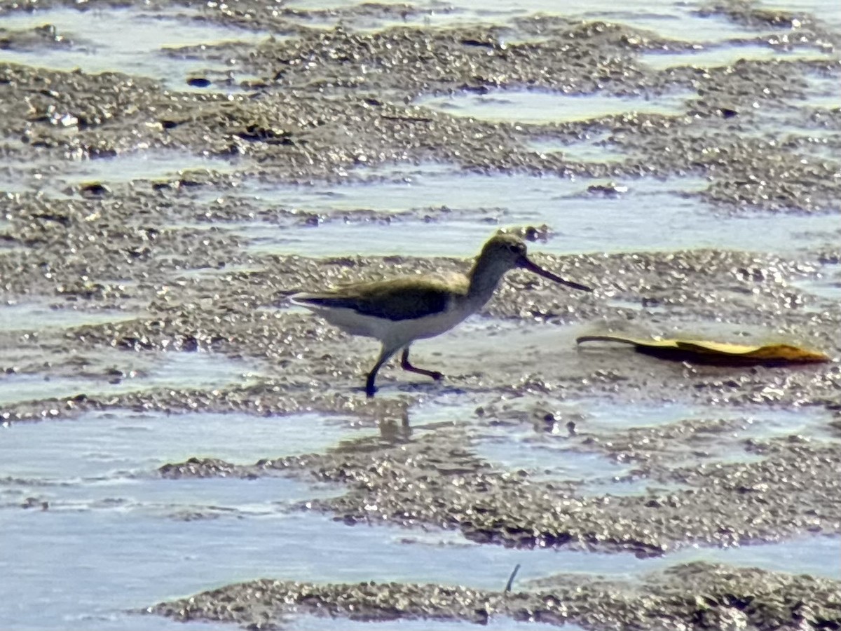 ביצנית אפורה - ML646226138