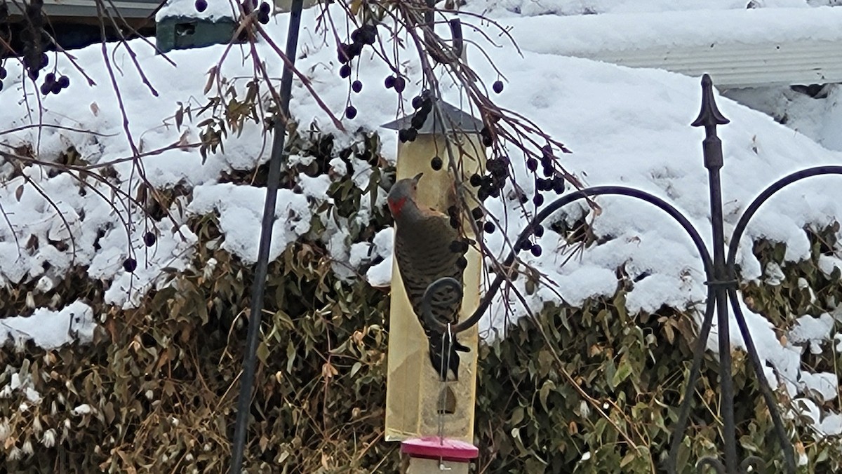 Northern Flicker (Yellow-shafted) - ML646226140