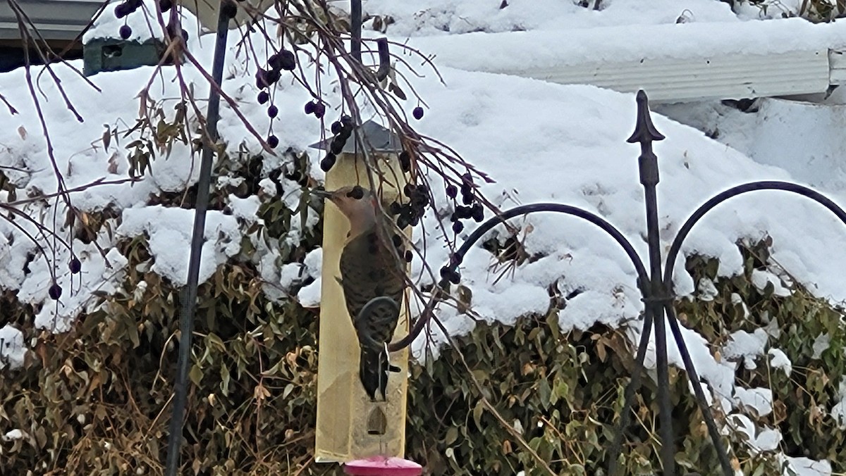 Northern Flicker (Yellow-shafted) - ML646226141