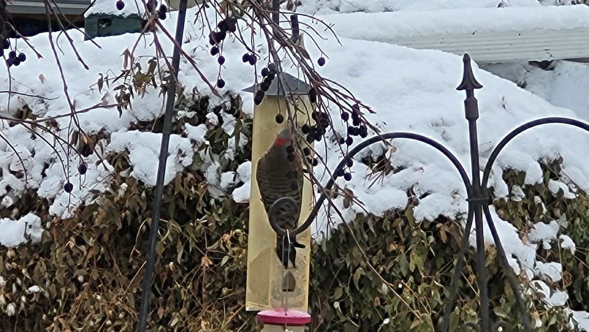 Northern Flicker (Yellow-shafted) - ML646226142
