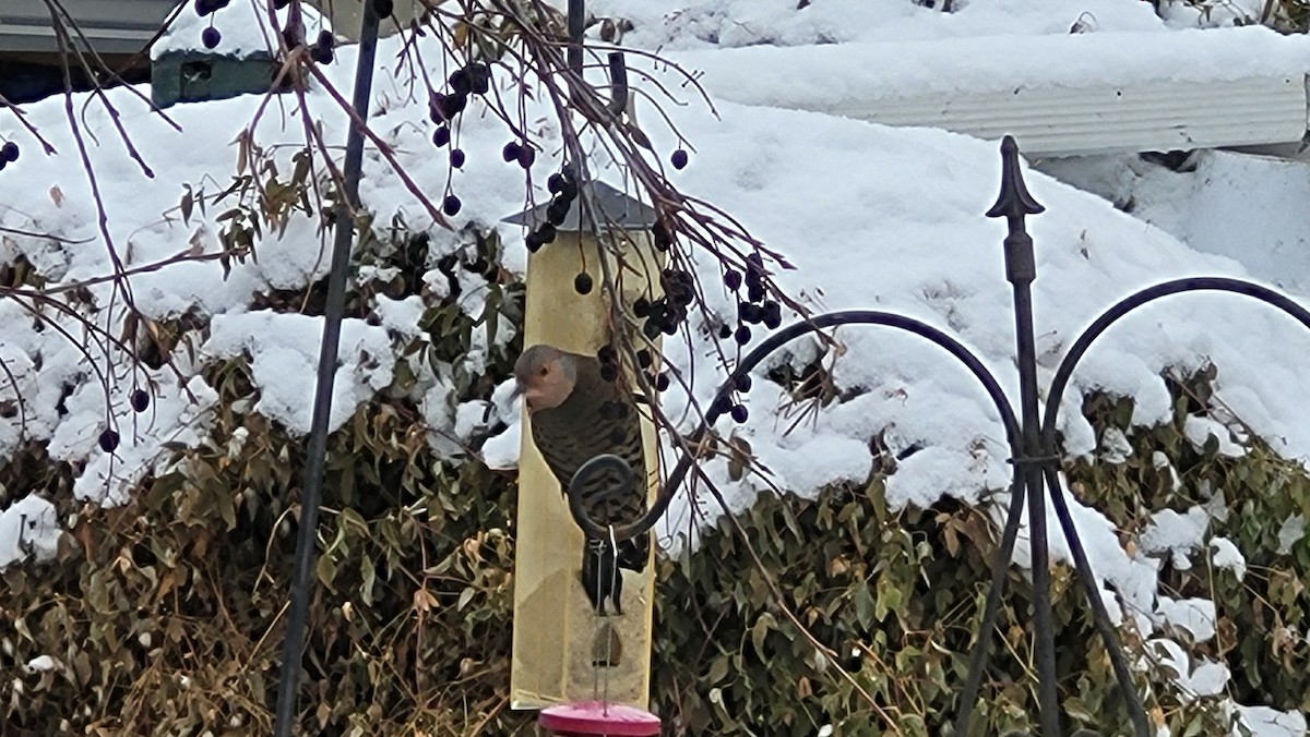Northern Flicker (Yellow-shafted) - ML646226143