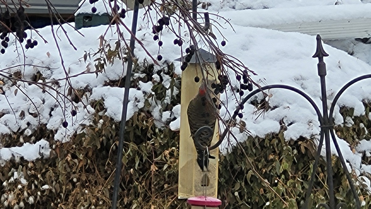 Northern Flicker (Yellow-shafted) - ML646226144