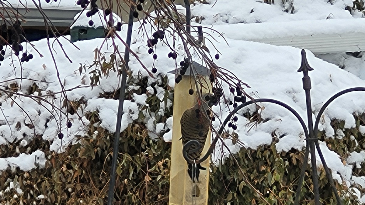 Northern Flicker (Yellow-shafted) - ML646226146