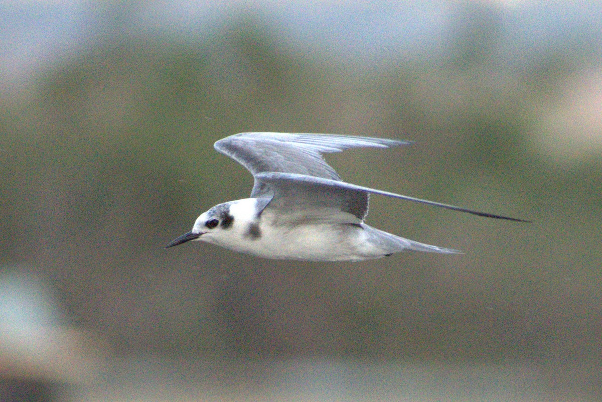 Black Tern - ML646226147