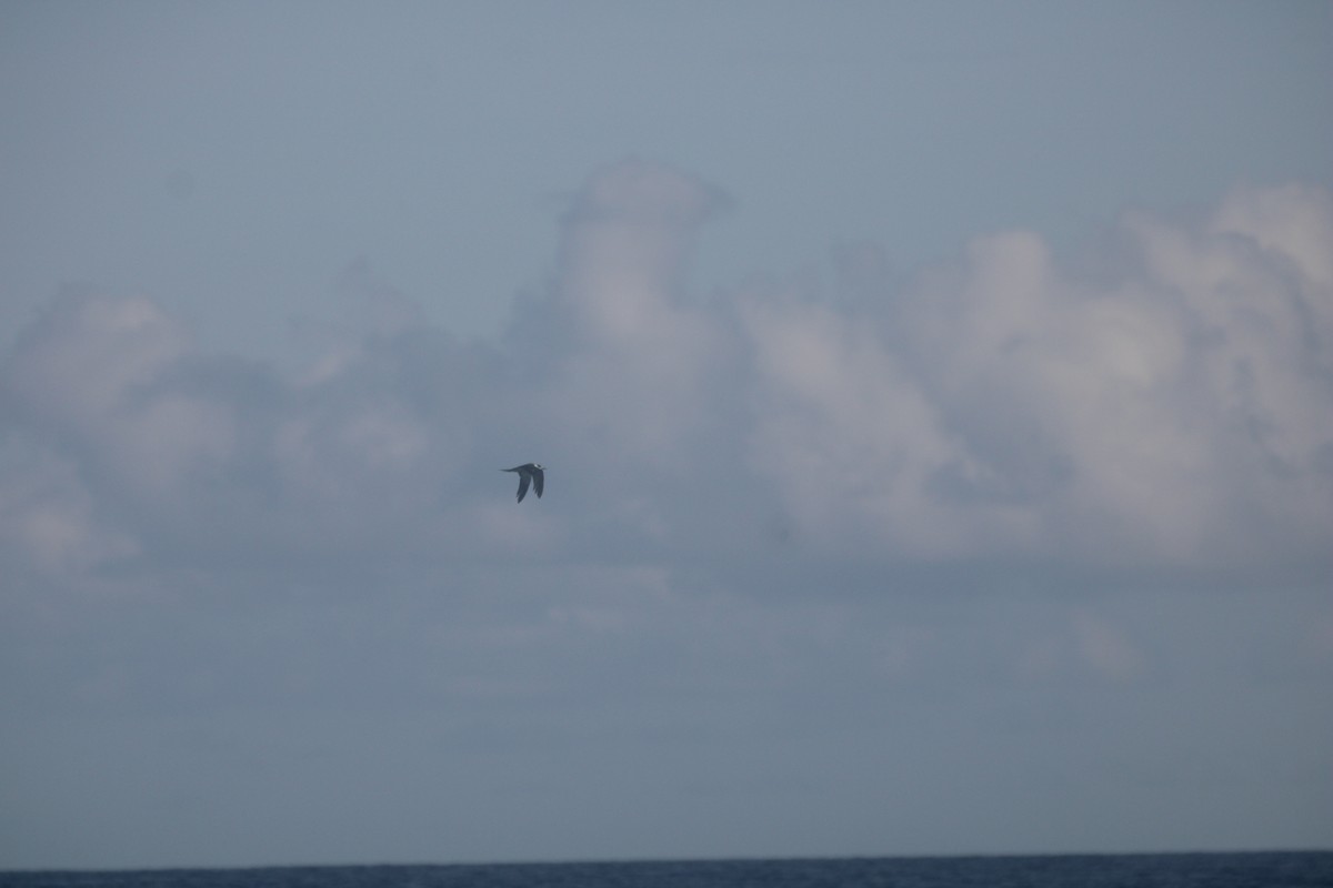 שחפית כהה - ML646226148