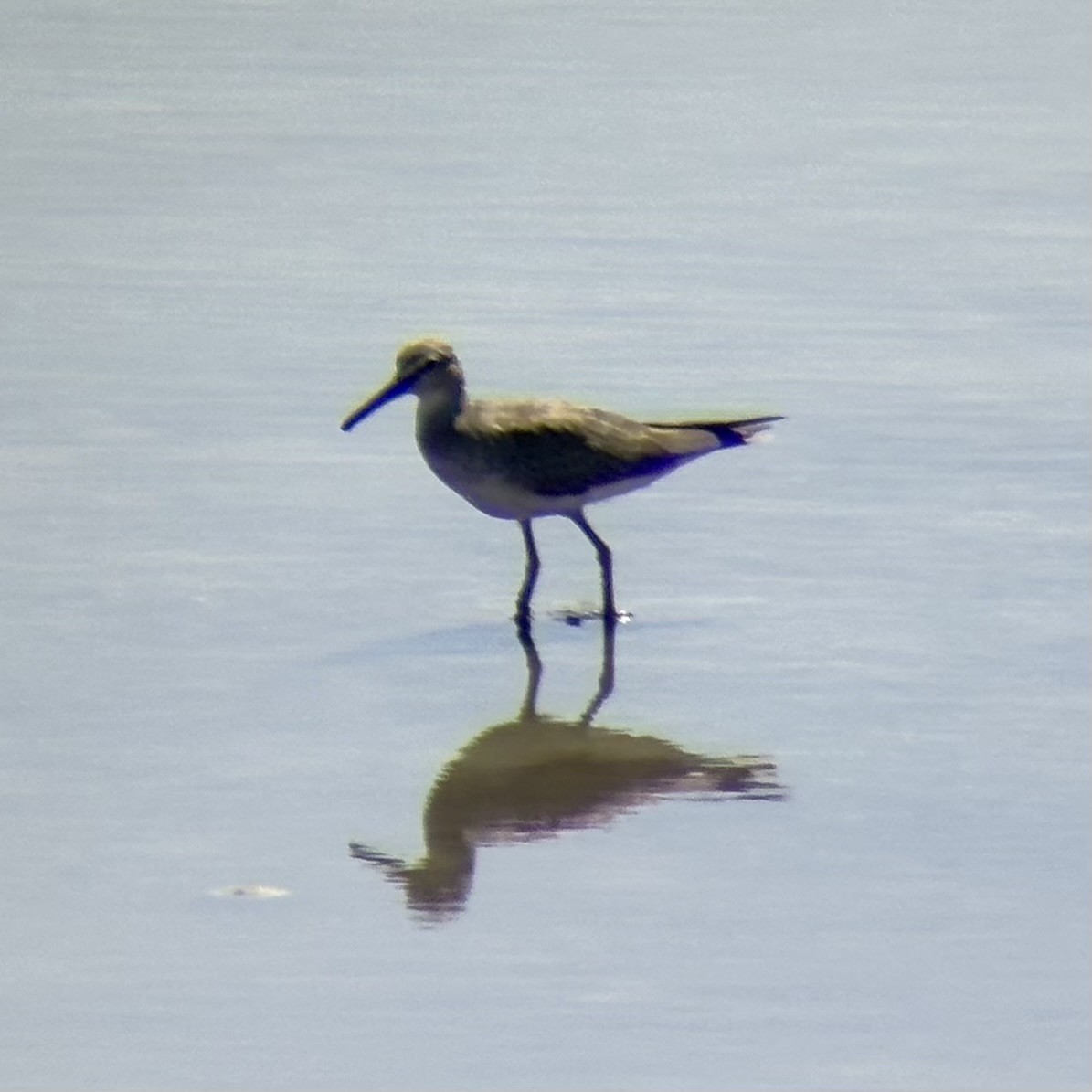 ביצנית אפורת-זנב - ML646226149