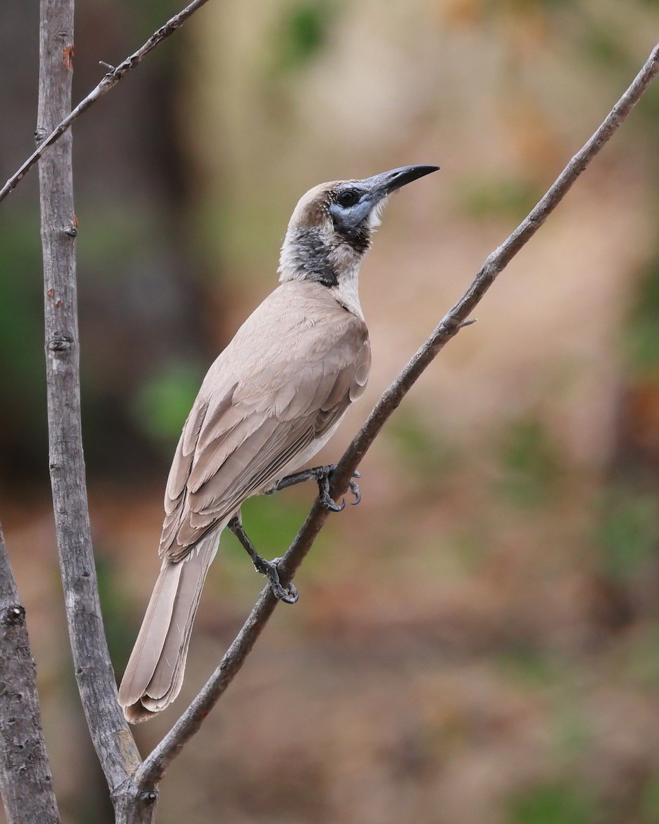 Little Friarbird - ML646226150