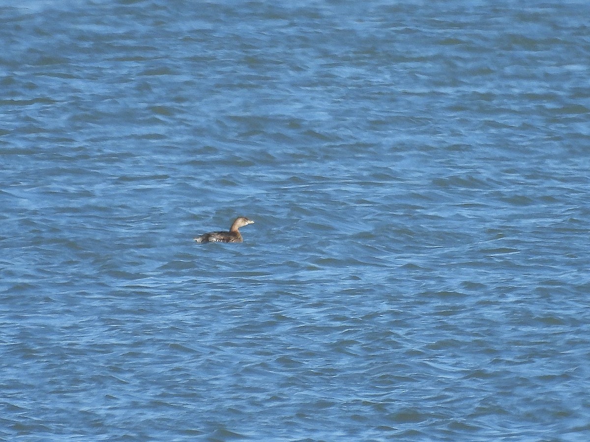 טבלן עקוד-מקור - ML646226151