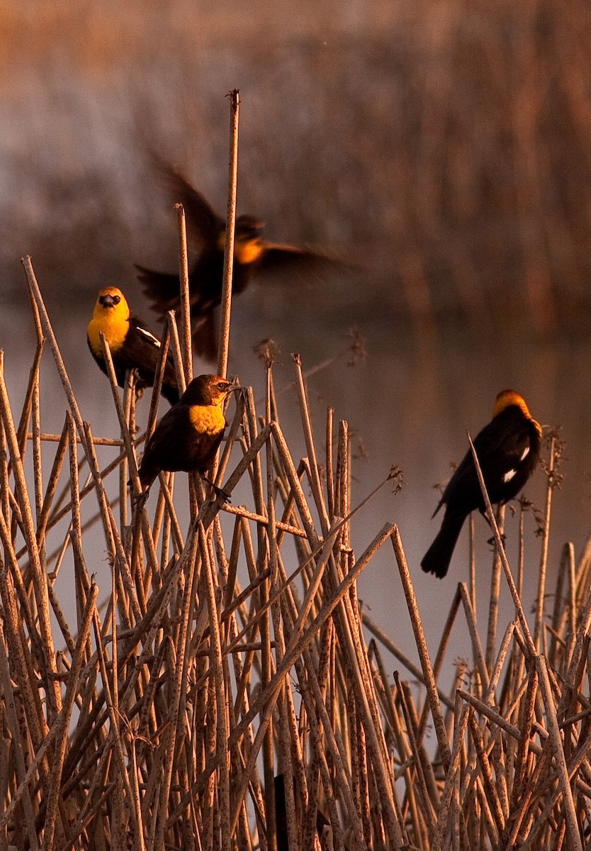 שחרורית צהובת-ראש - ML646226152