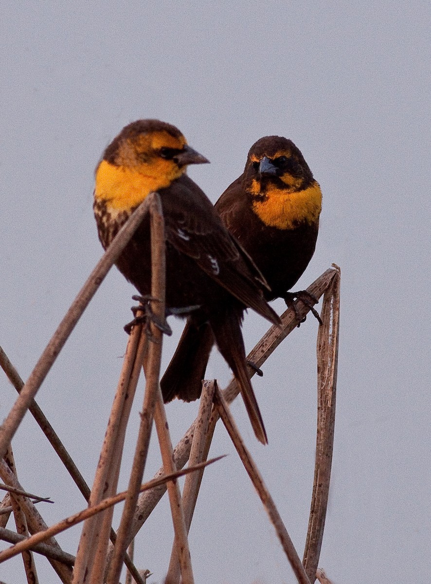 שחרורית צהובת-ראש - ML646226153