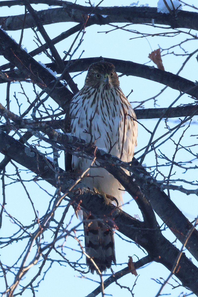 Cooper's Hawk - ML646226154