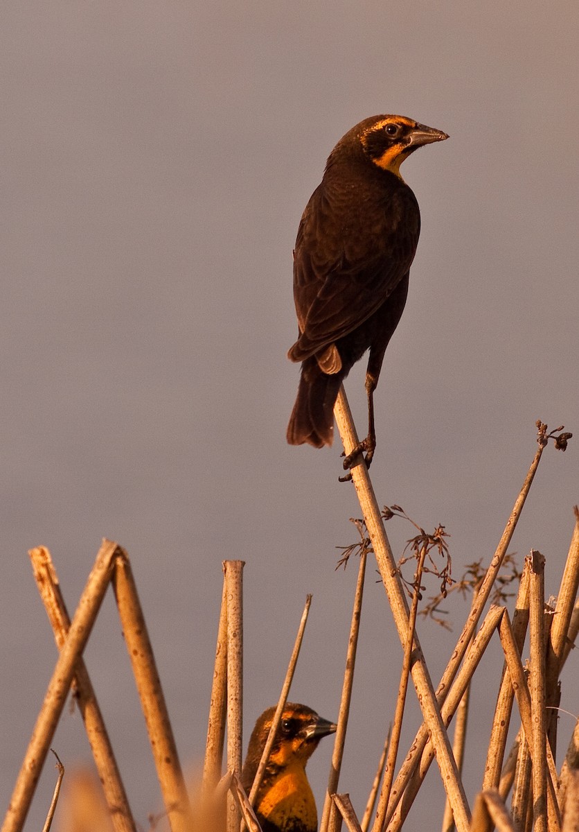שחרורית צהובת-ראש - ML646226155