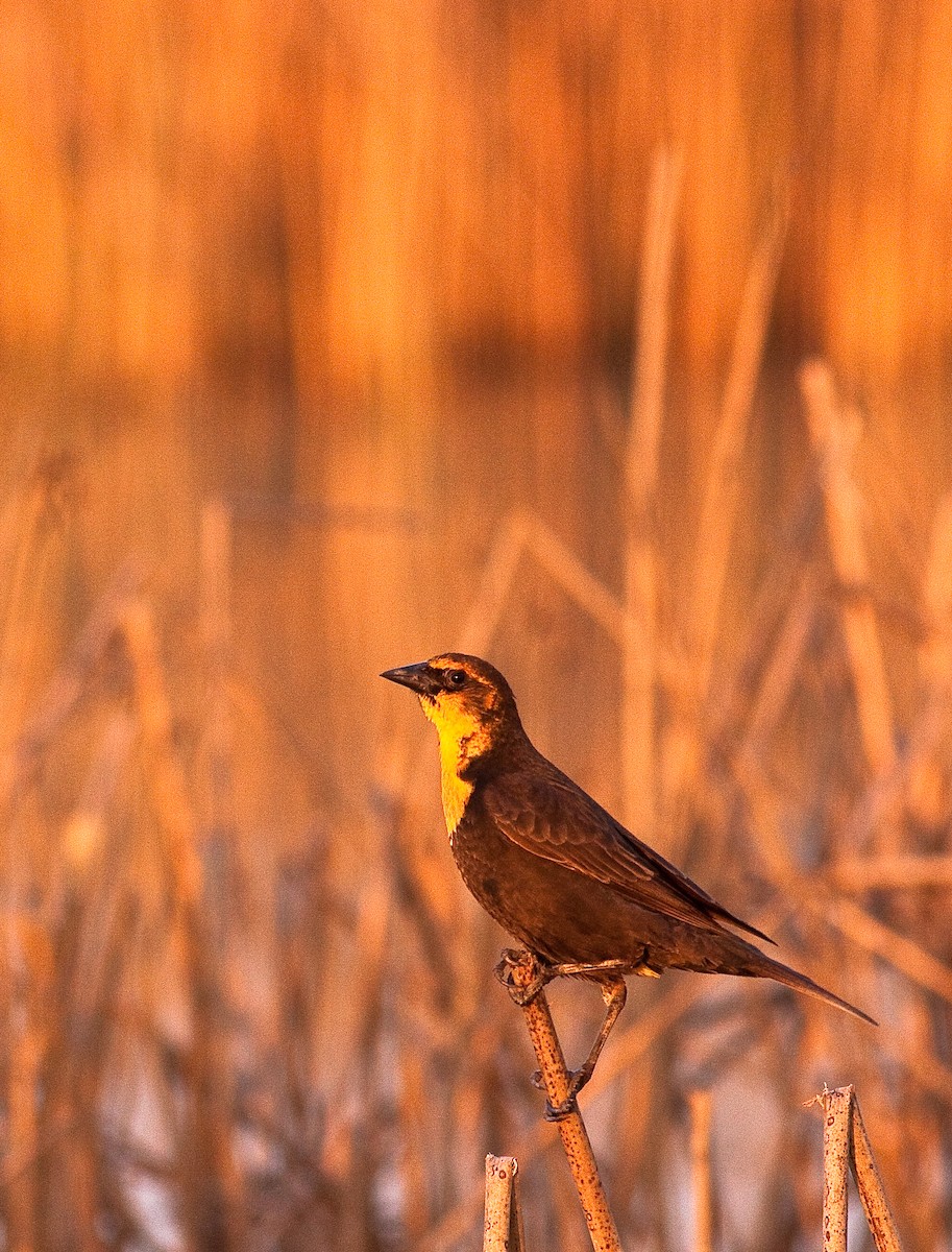 שחרורית צהובת-ראש - ML646226156