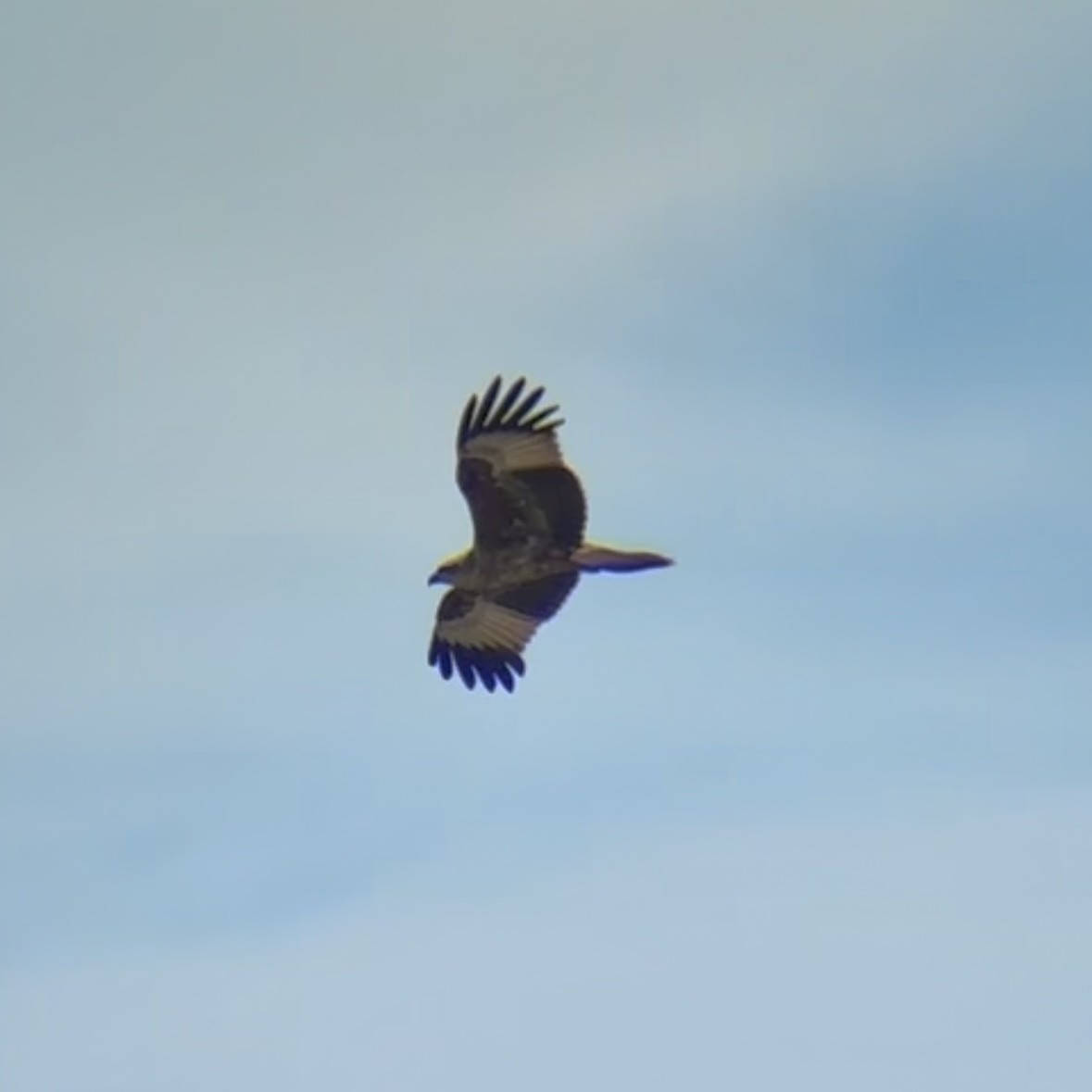 Brahminy Kite - ML646226158