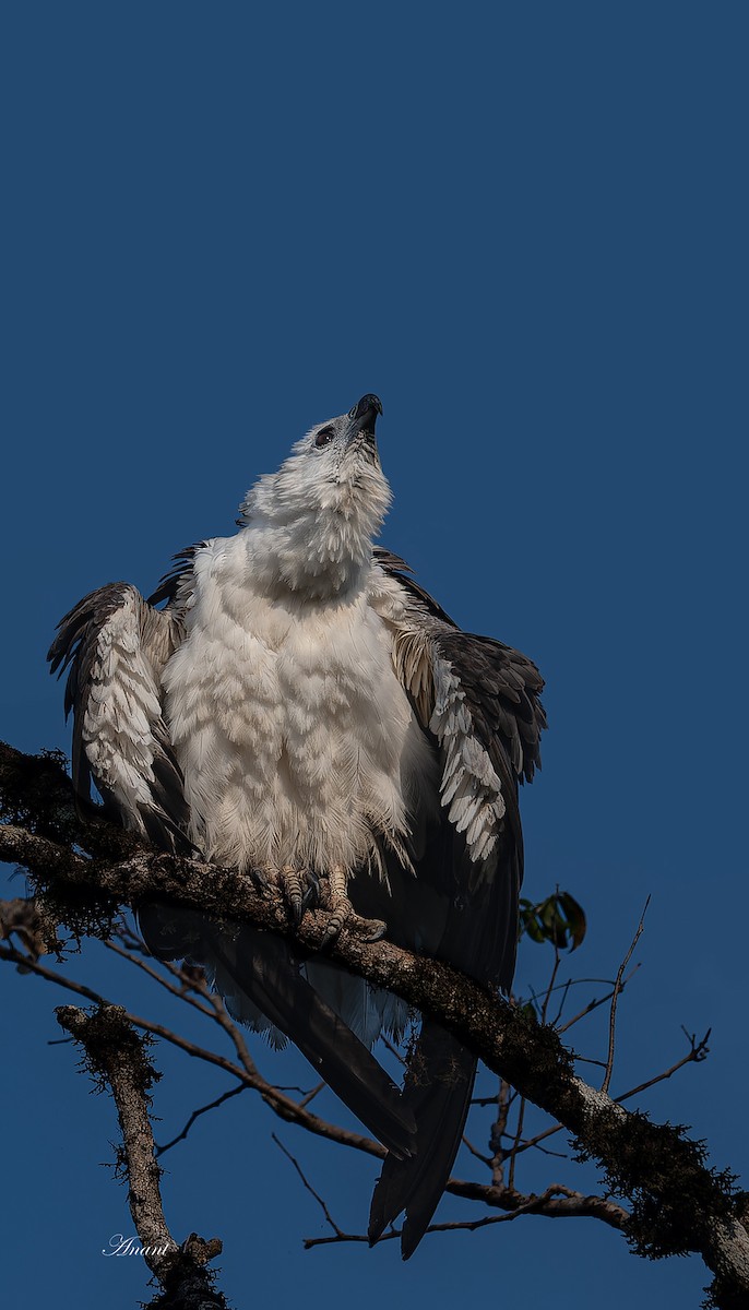 orel bělobřichý - ML646226162