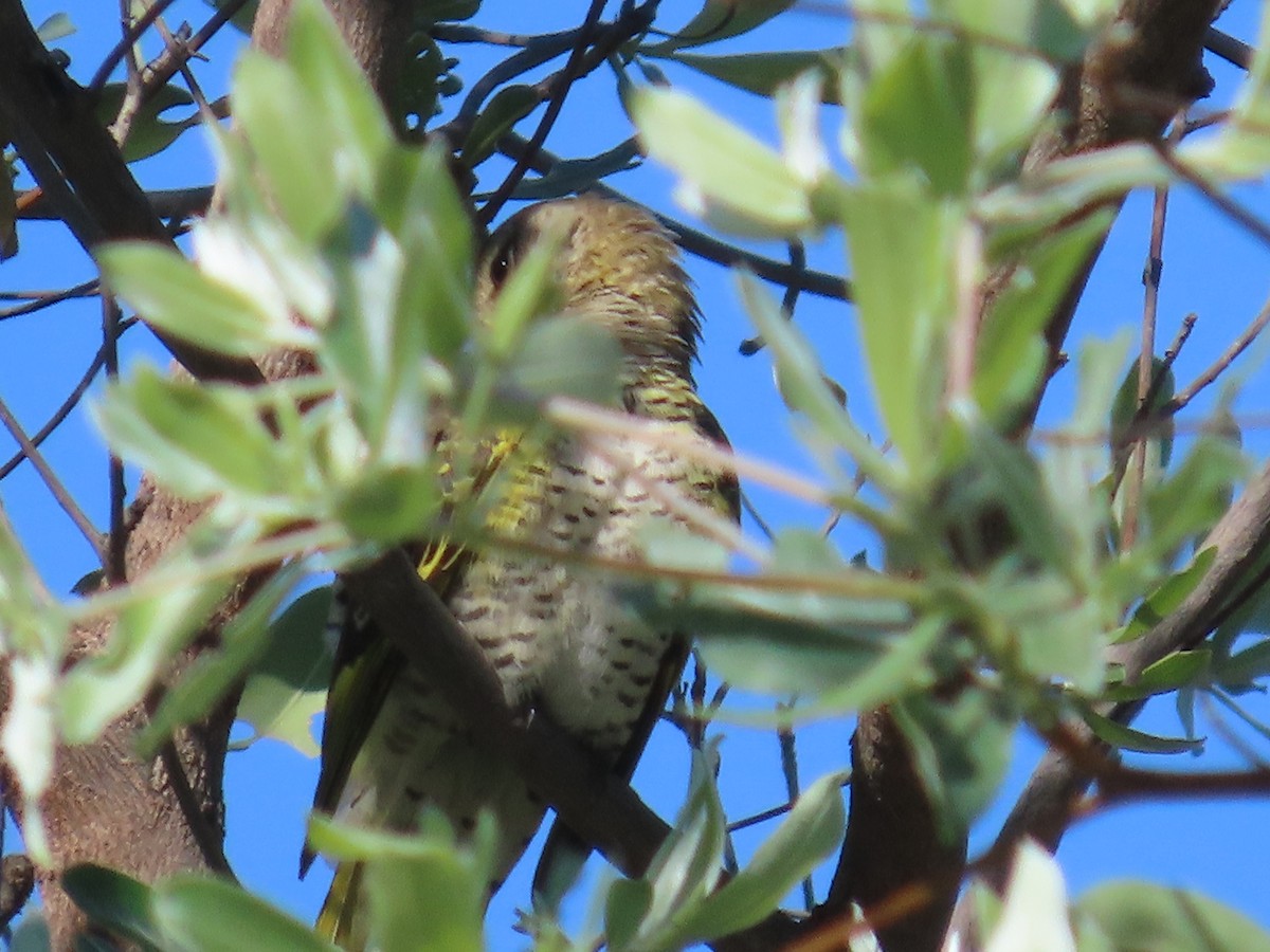 Kuzguni Tırtılyiyen - ML646226164