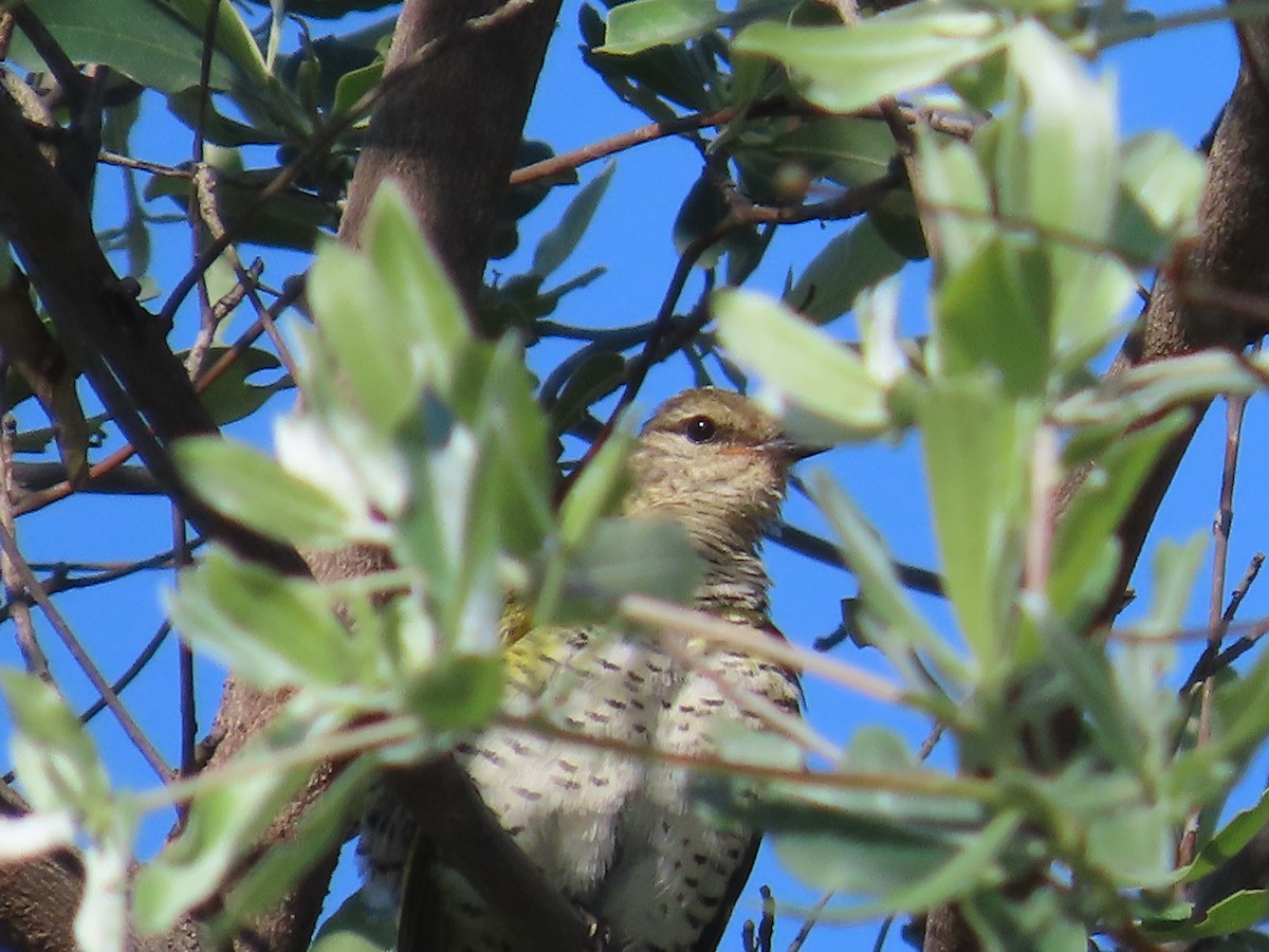 Kuzguni Tırtılyiyen - ML646226165