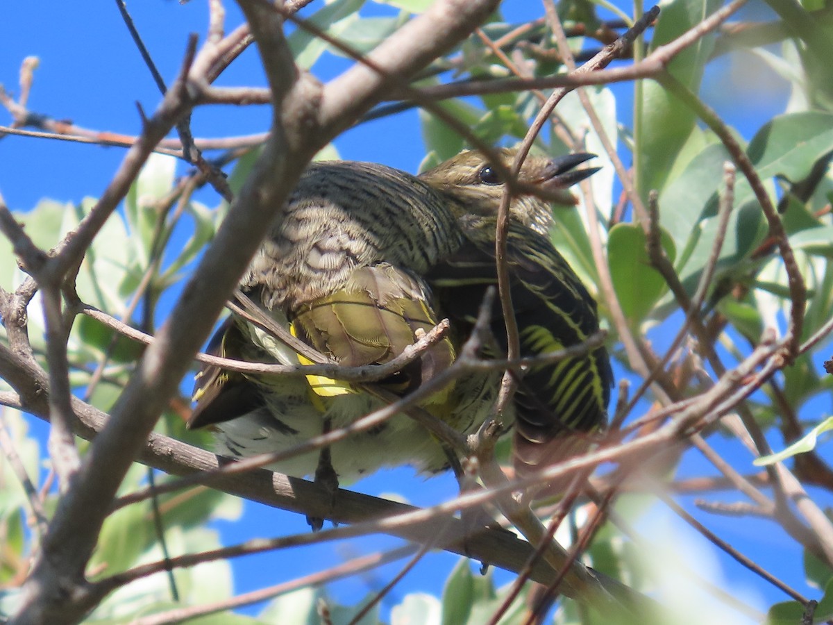 Black Cuckooshrike - ML646226166