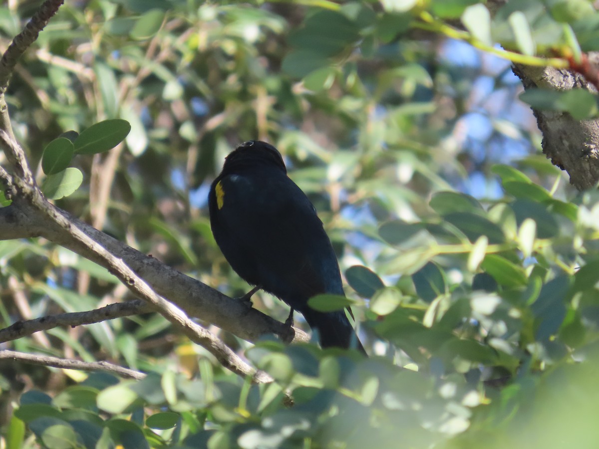 Kuzguni Tırtılyiyen - ML646226167