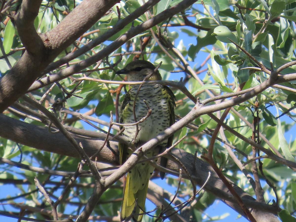 Kuzguni Tırtılyiyen - ML646226168