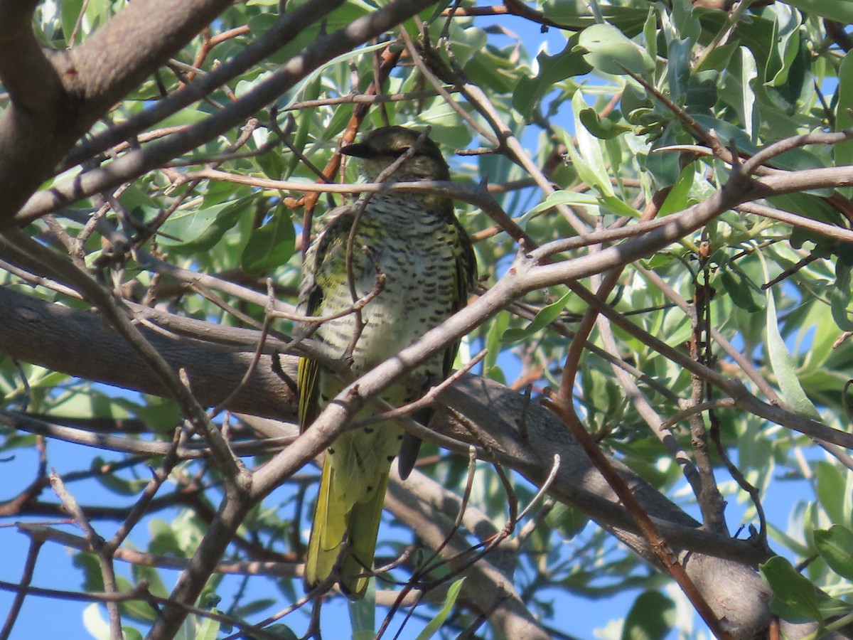 Kuzguni Tırtılyiyen - ML646226169