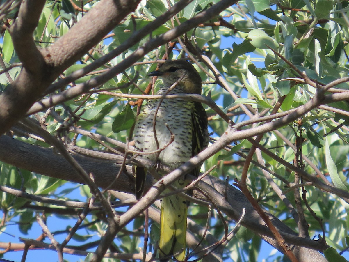 Kuzguni Tırtılyiyen - ML646226170