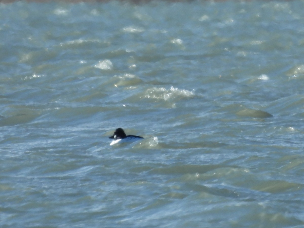 Common Goldeneye - ML646226172