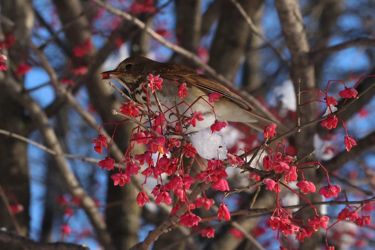 Münzevi Bülbül Ardıcı - ML646226173